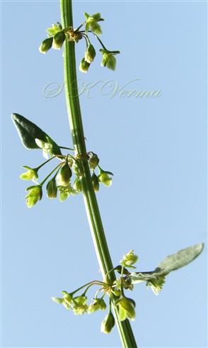  Whorls of flowers on inflorescence axis